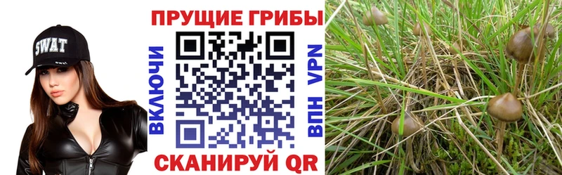 площадка какой сайт  Уфа  Псилоцибиновые грибы GOLDEN TEACHER  где продают наркотики 